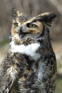 Brown owl with yellow eyes and ear tufts 