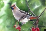 "W" is for Waxwing - Posted on Sunday, January 25, 2015 by Andy Sewell