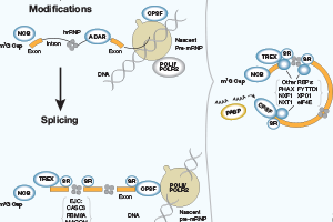 M6A: A Cell's Hidden Signal of Gene Regulation