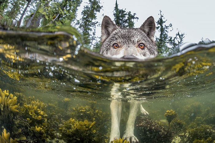 National Geographic 2015