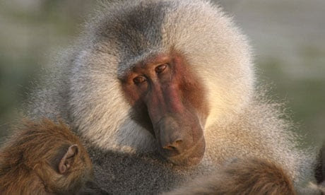 Natural World living with baboons