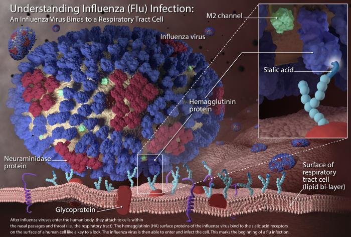 3D illustration showing an influenza virus bind to a respiratory tract cell during the beginning stages of an influenza infection