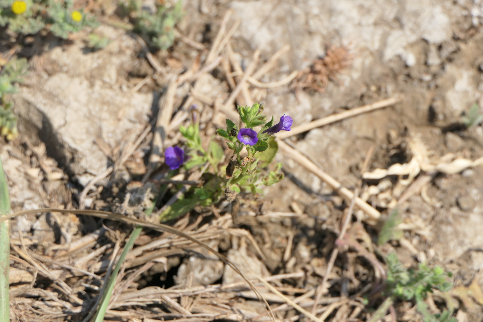 Stemodia viscosa Roxb.