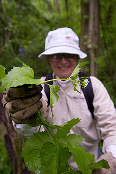 female volunteer holds up garlic mustard plant