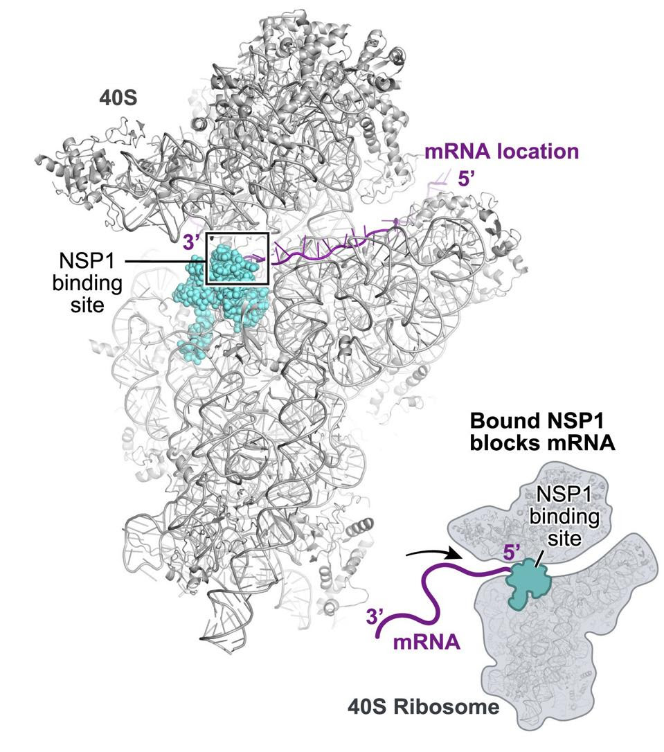 NSP1 Binds to 18S Near the mRNA Entry Channel to Suppress Translation