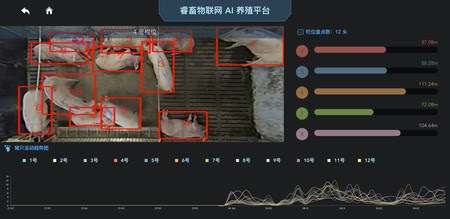 China Cerdos Reconocimiento Facial 1