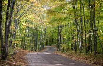 A paved road winds through a dense forest.