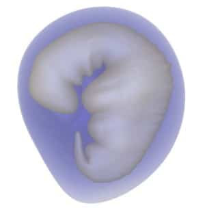 ¿A
qué ente biológico se puede considerar un embrión humano?