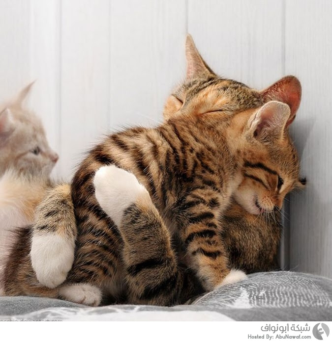 حيوانات لطيفة وظريفة - الجزء رقم 92 (12صورة ) Animals_hugging_01