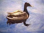 Male Duck, study - Posted on Wednesday, January 7, 2015 by Judith Freeman Clark