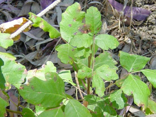 poison oak leaves green