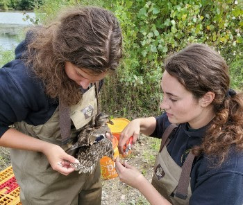 Two Wildlife Division employees help band a duck.