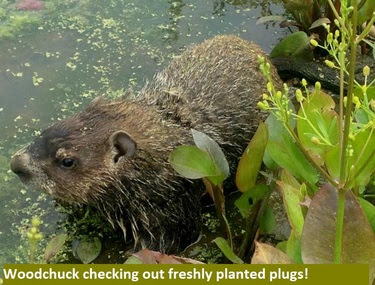 Woodchuck checking out freshly  planted plugs