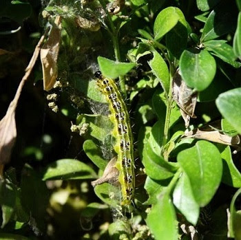 A green and yellow box tree moth caterpillar stretches across box tree leaves.