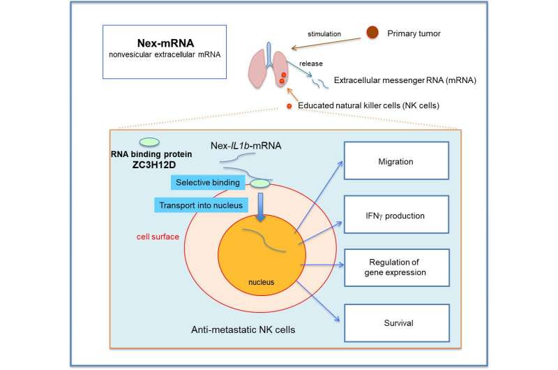 Extracellular mRNA transported to the nucleus shows translation-independent function