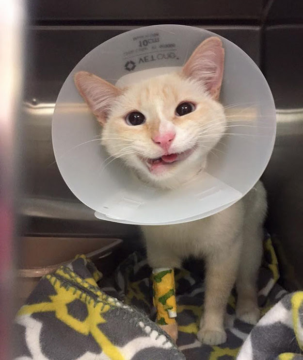 This week's cat of the week is the kitty with the cutest smile in all the land. Enhanced-19647-1462272289-11.111140