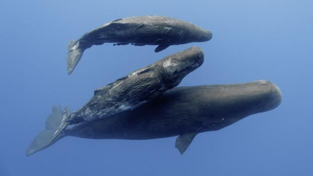 Each individual whale has different social habits (Credit: SPL)