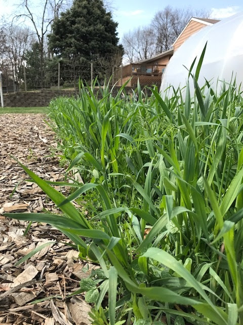 cover crops growing