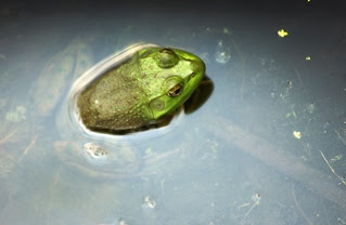 Green frogs, found statewide, are sometimes mistaken for bullfrogs. green frog partially submerged