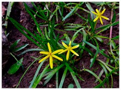 Heteranthera dubia - Grassleaf mudplantain Photo by Fritz Flohr Reynolds