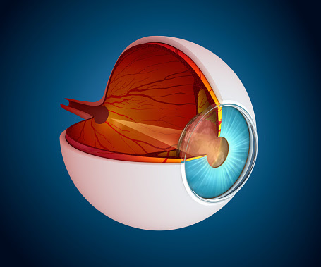 imagen de la anatomia del ojo