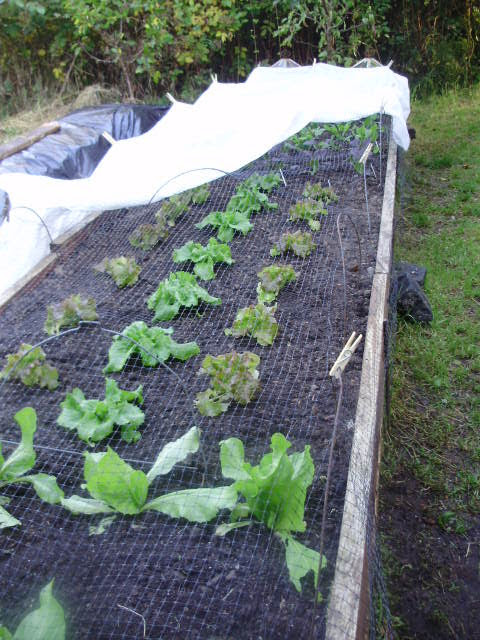 Lettuces in the well-drained raised beds are safe from pigeons under the netting and protected from frost on cold nights.