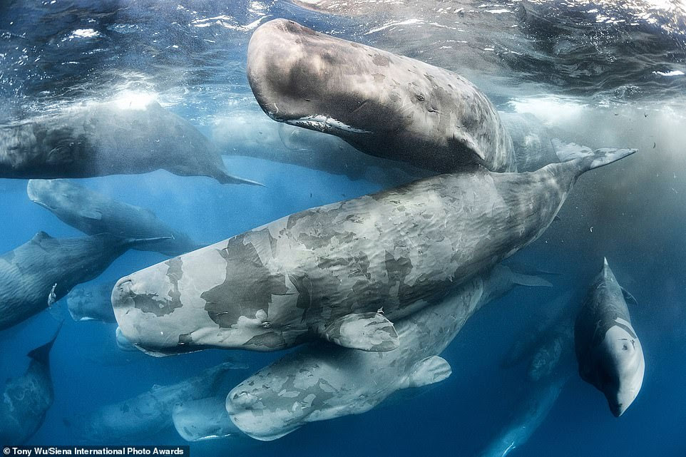 This jaw-dropping photo of a group of sperm whales was snapped by Tony Wu while in Sri Lanka. He said: 'The sperm whales pictured here had just emerged from milling around in a gigantic cluster, with many of the whales defecating to such an extent that the water was opaque with secretions. This scene was part of a large, multi-day aggregation comprising hundreds, perhaps thousands of whales.' Mr Wu won third place in the animals in their environment category for this image