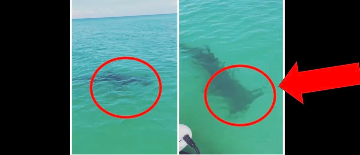 Massive Shark Spotted Charging Towards A Beach In Scary Viral Video