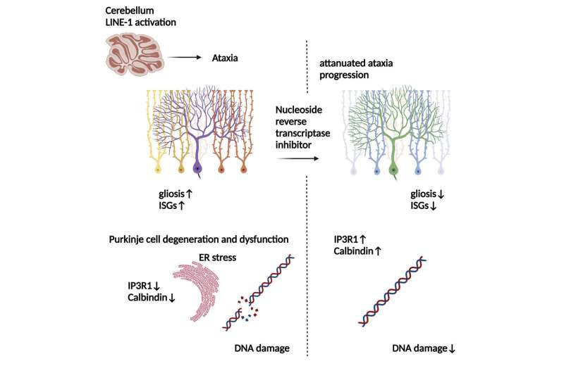 'Jumping' genes yield new clues to origins of neurodegenerative disease