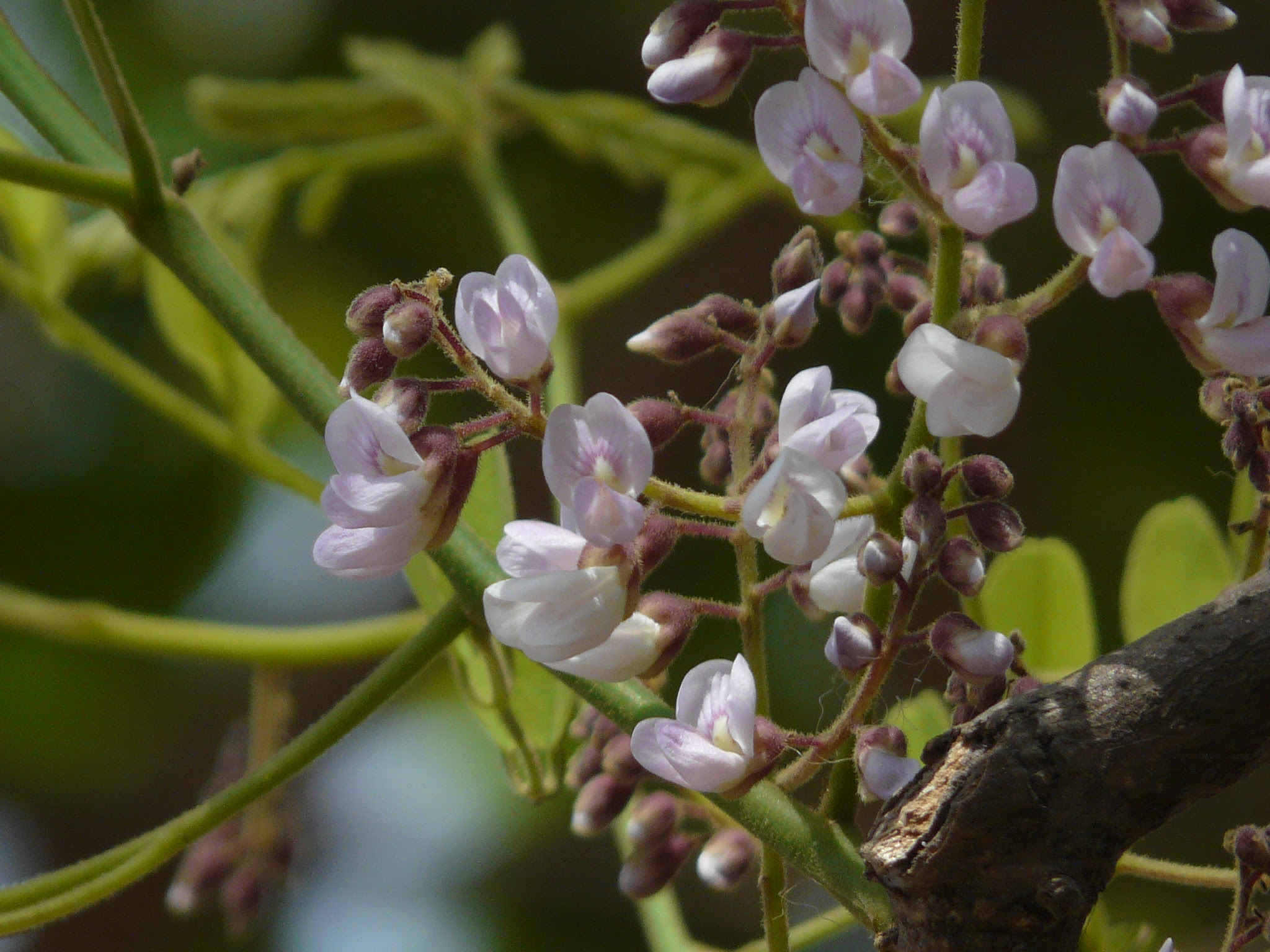 Dalbergia lanceolaria L.f.