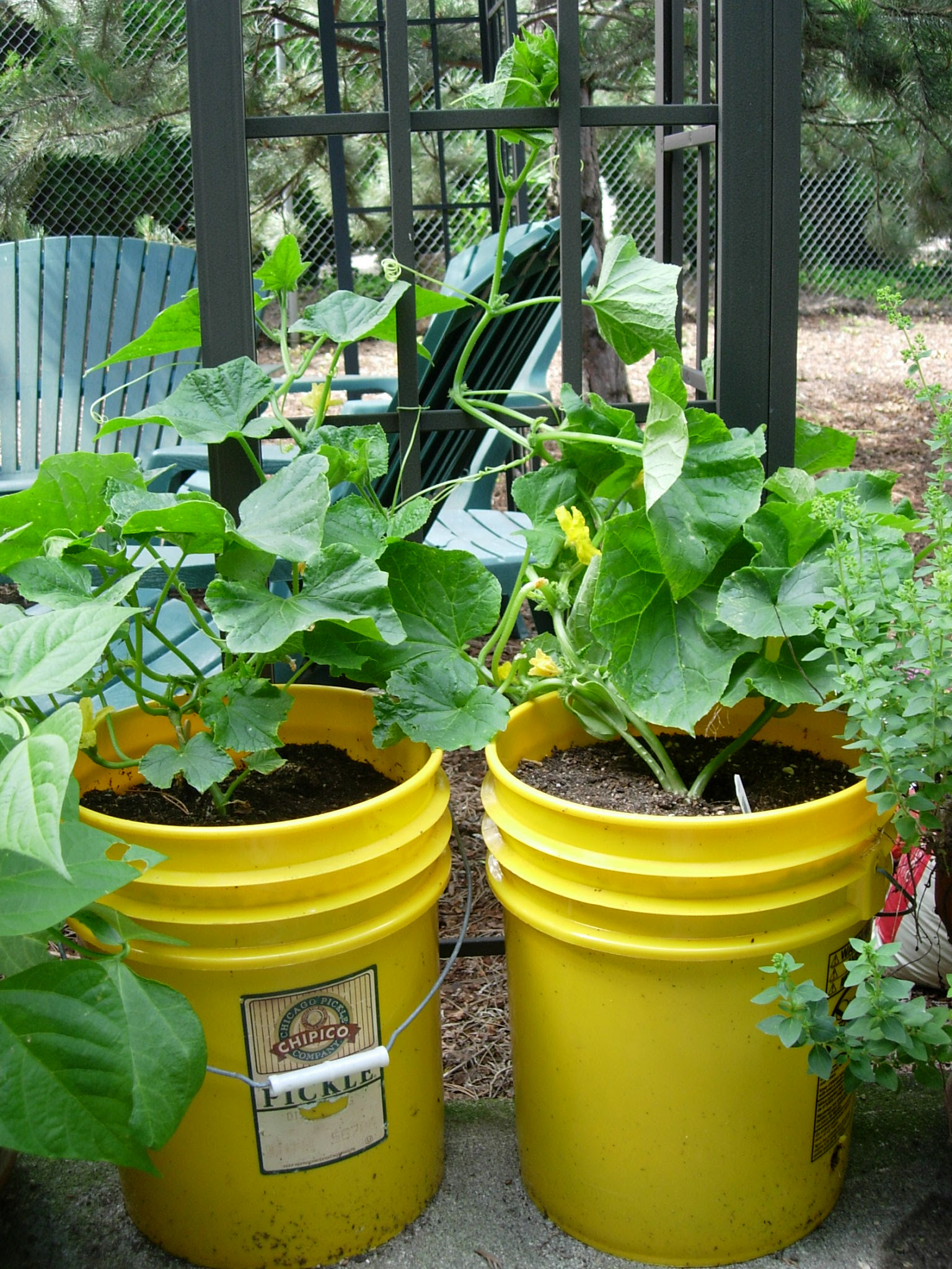 Learn how to make your own container garden with the Sustainable Food Center.