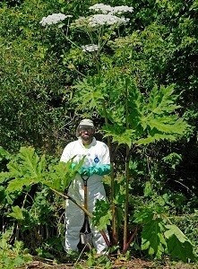 a man in a Tyvek suit stands next to a flowering giant hogweed plant