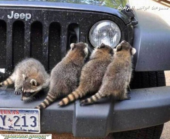 صور طريفه وغريبه