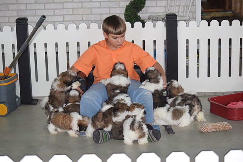 canine-breeding