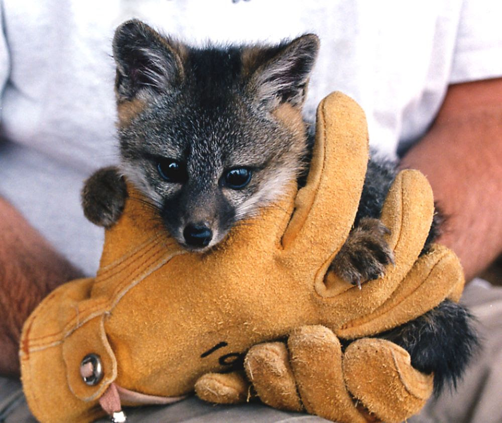 image of rehabilitated red fox