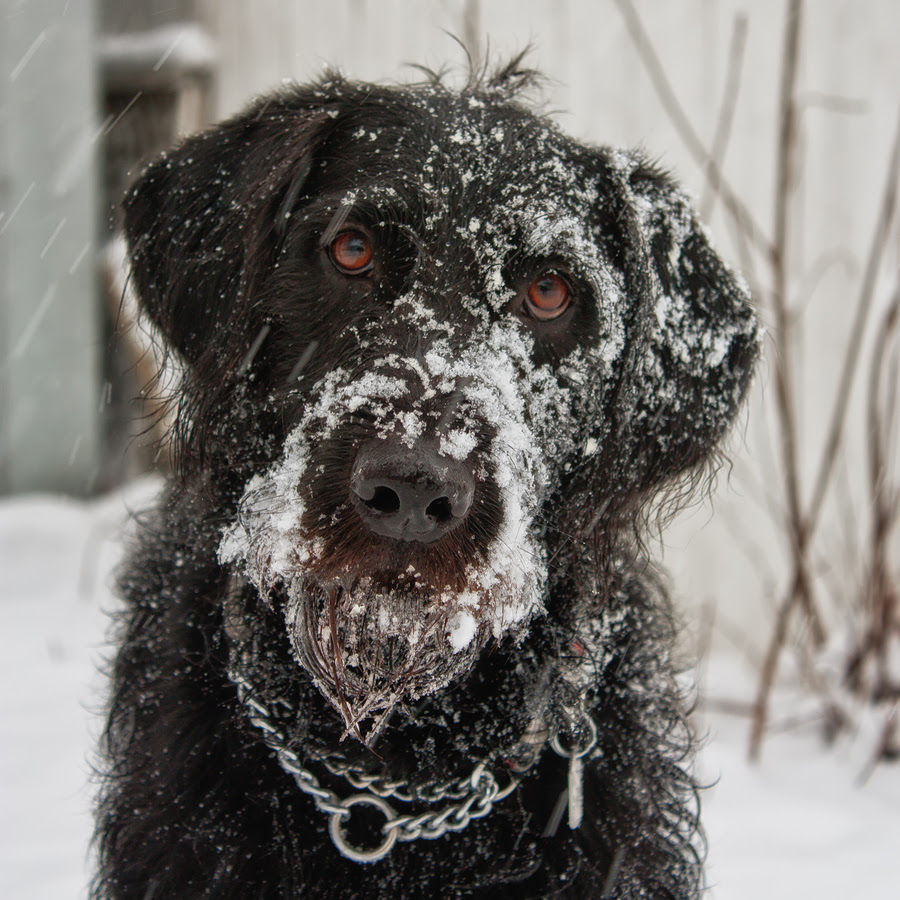 Winter Storm Alert! How to Ensure Your Pet is Safe & Prepared ...