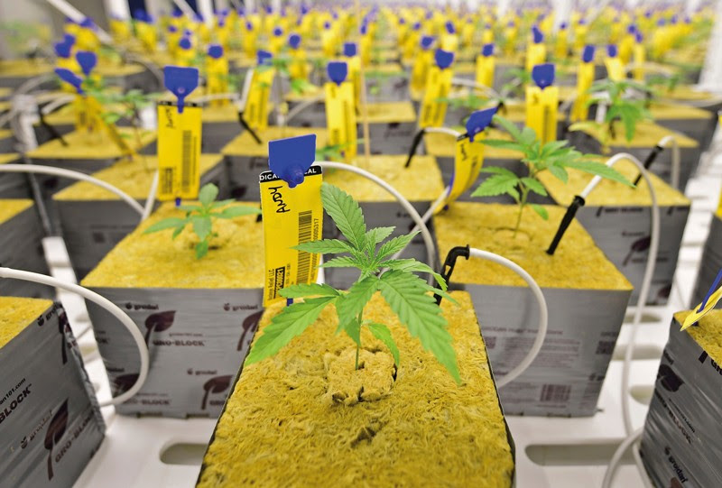 Marijuana plants sit in square grow cubes in a cultivation facility