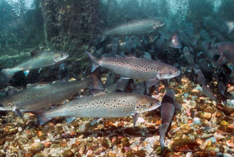 750X500_ atlantic salmon_credit Bob Michelson.jpg