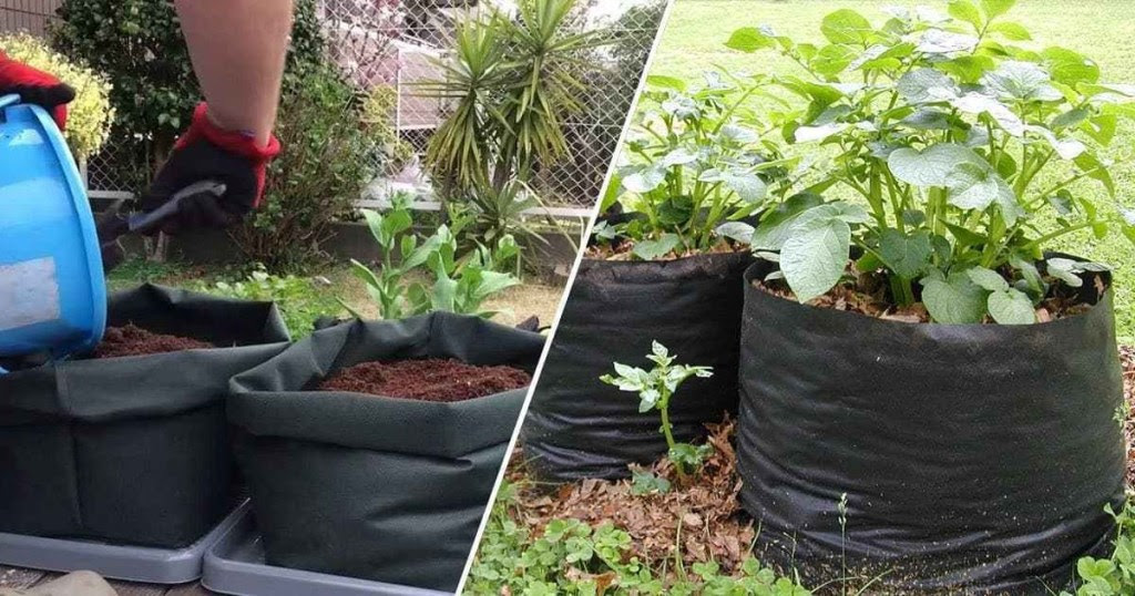 Growing Potatoes in Containers: A Roundup of the Best Ideas ...