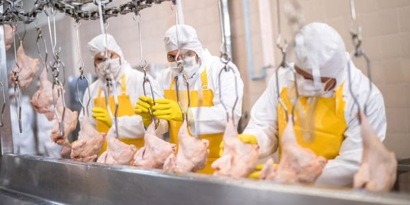 Factory workers inspect chicken at a poultry meat plant.