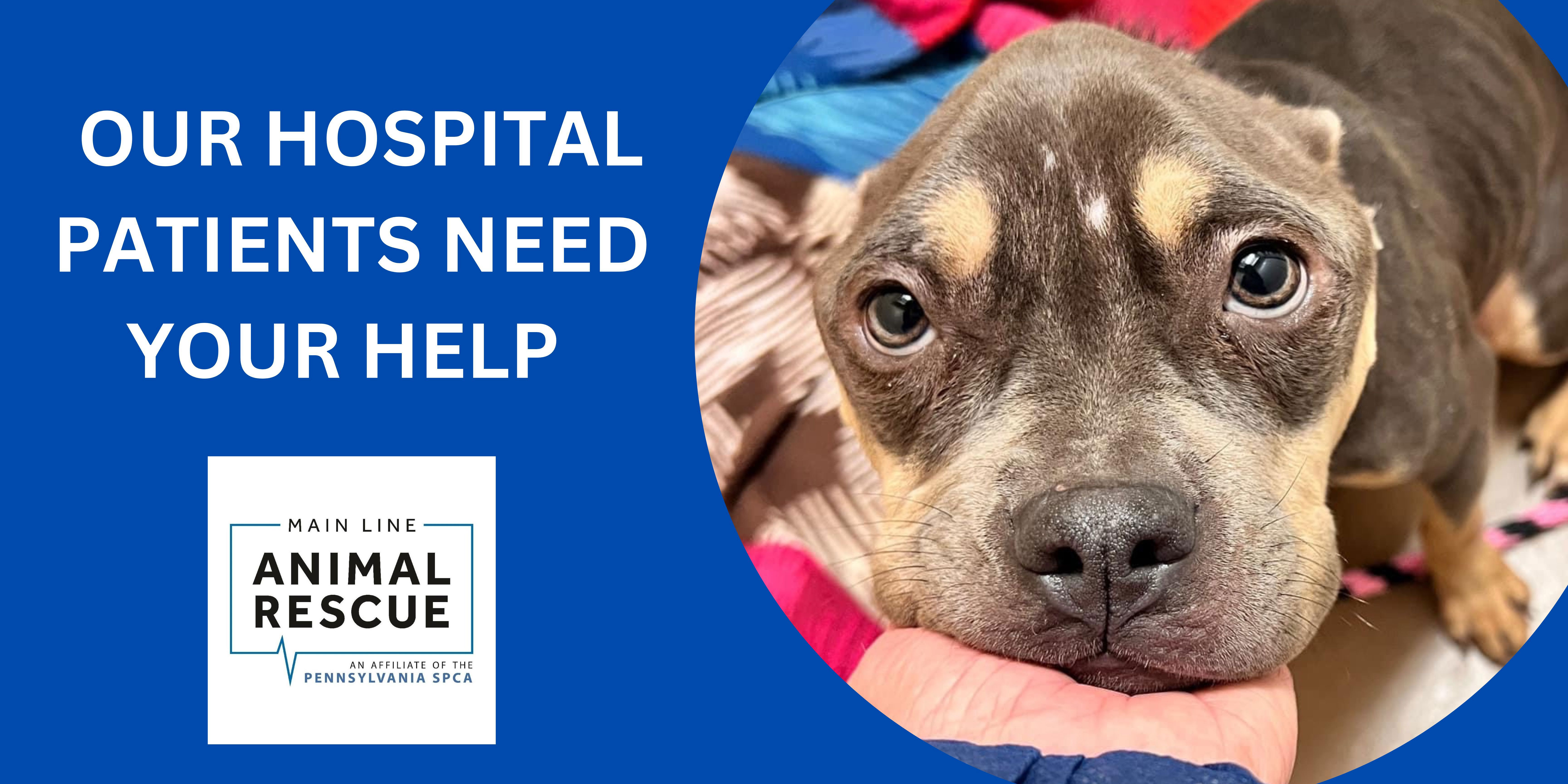 Donate Online | Main Line Animal Rescue