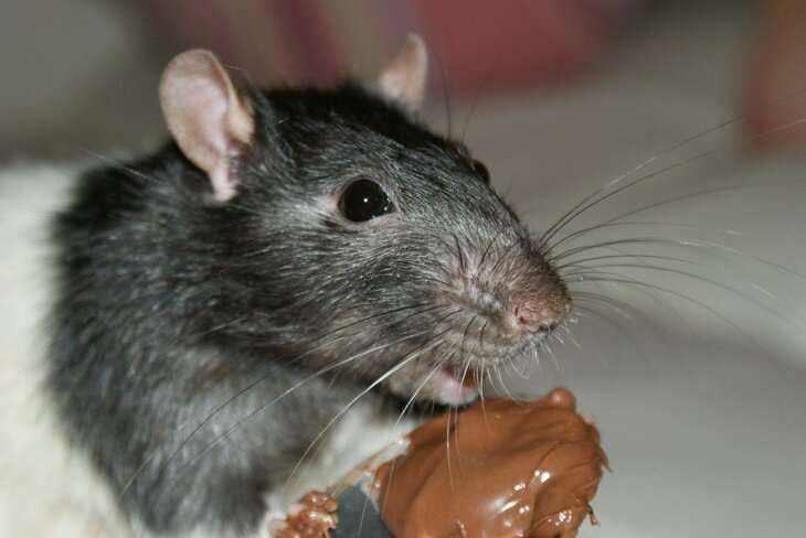 Dietary cocoa improves health of obese mice; likely has implications for humans