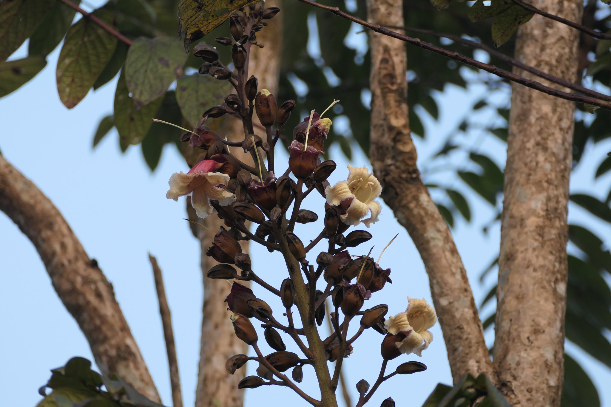 Pajanelia longifolia (Willd.) K.Schum.