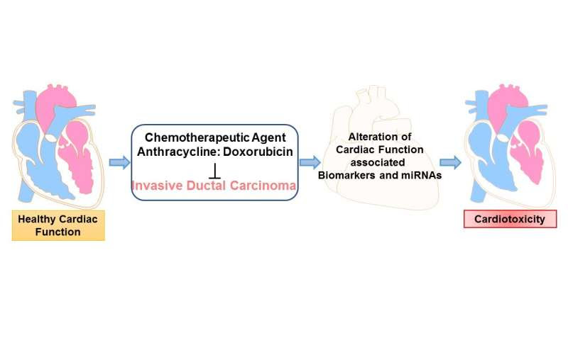 Blood test offers early warning of chemotherapy-related heart problems