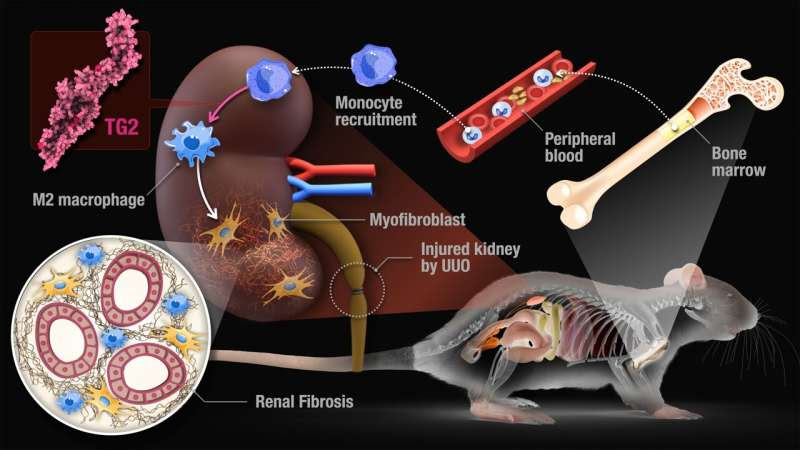 Enzyme-regulating macrophages found in both humans and mice open the door to translating findings in mice into human therapies.