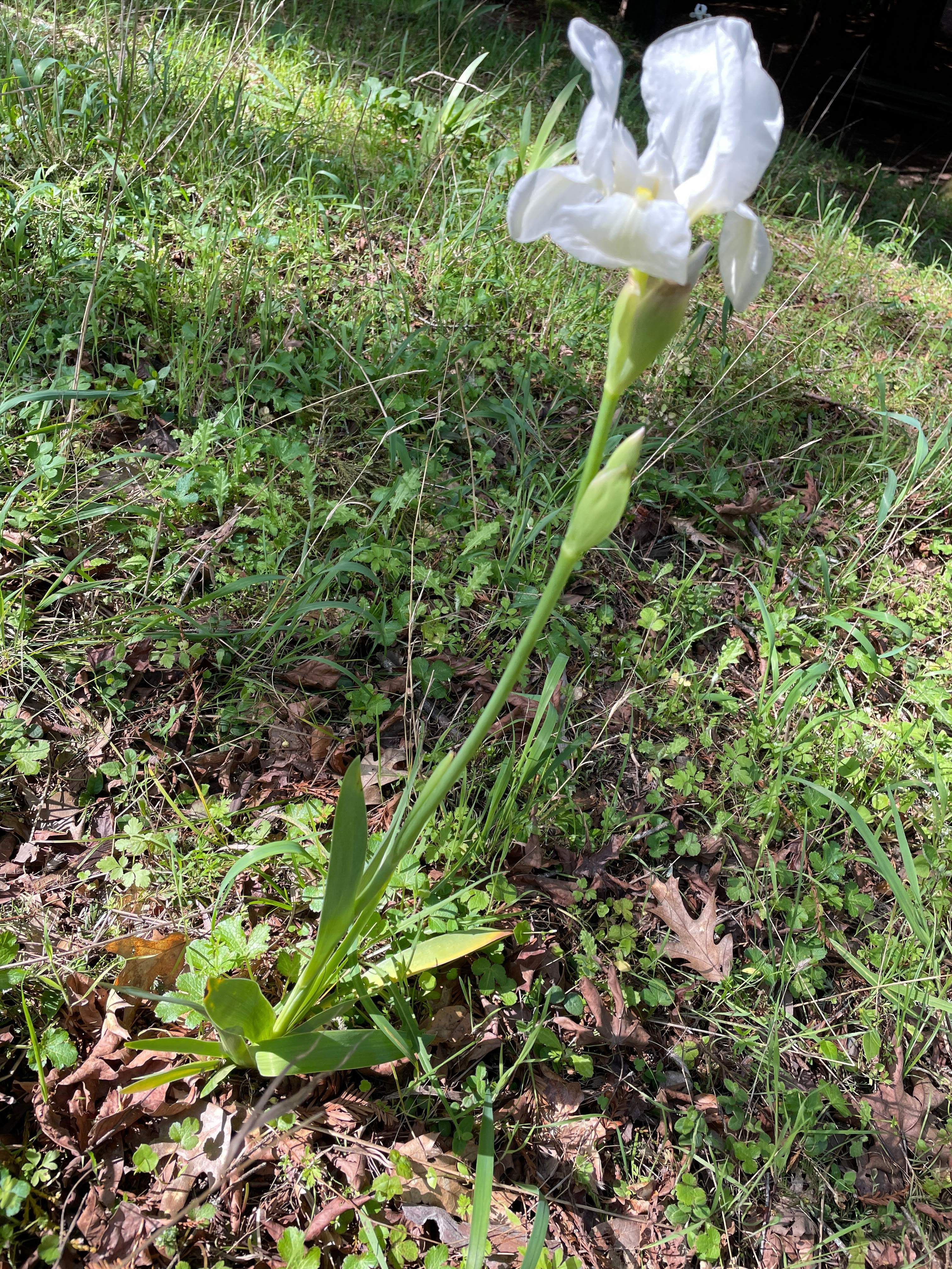 wild white iris