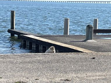 Seal laying on a concrete boat ramp next to a dock 