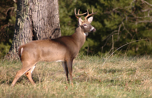 Photo of buck