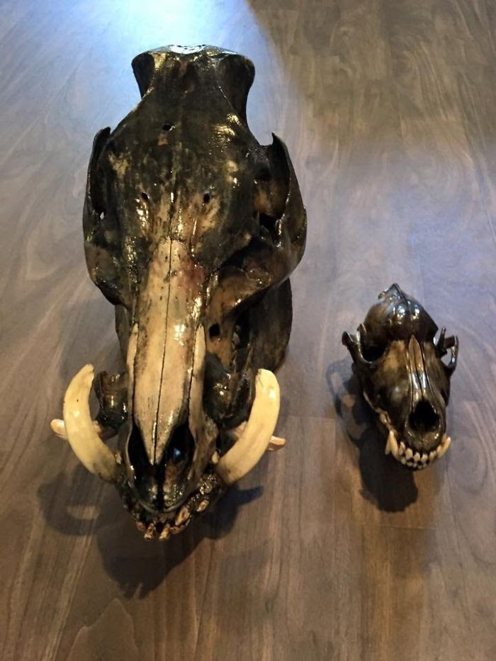 Wild Boar Skull Compared To Adult Wolf