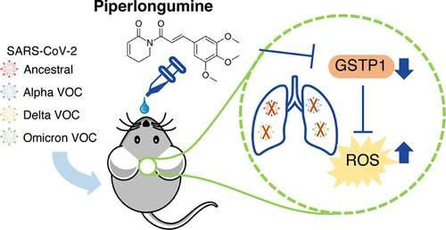 Antiviral compound could be broadly efficient in the treatment of SARS-CoV-2